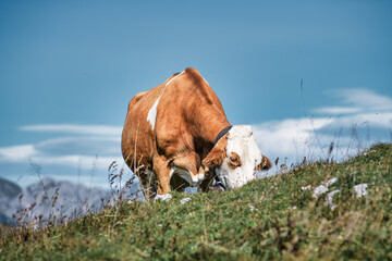 Mountain cow on pasture eats grass
