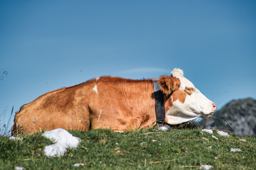 Mountain cow in the sun in the lawn