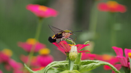 The picture shows a coffee bee moth or Cephonodes Hylas, also known as Pellucid Hawk Moth or Coffee Clearwing. 