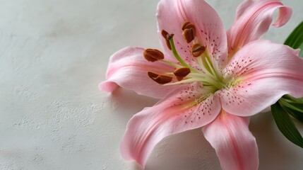Fresh Pink Lily Flower on Plain Background