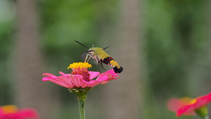 The picture shows a coffee bee moth or Cephonodes Hylas, also known as Pellucid Hawk Moth or Coffee Clearwing. 