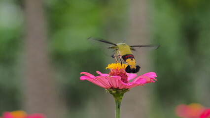 The picture shows a coffee bee moth or Cephonodes Hylas, also known as Pellucid Hawk Moth or Coffee Clearwing. 