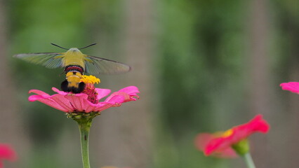 The picture shows a coffee bee moth or Cephonodes Hylas, also known as Pellucid Hawk Moth or Coffee Clearwing. 