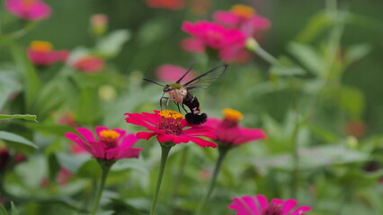 The picture shows a coffee bee moth or Cephonodes Hylas, also known as Pellucid Hawk Moth or Coffee Clearwing. 