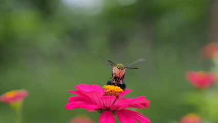 The picture shows a coffee bee moth or Cephonodes Hylas, also known as Pellucid Hawk Moth or Coffee Clearwing. 