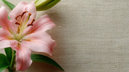 Fresh Pink Lily Flower on Plain Background