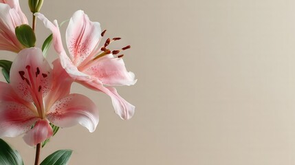 Fresh Pink Lily Flower on Plain Background