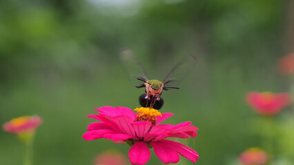 The picture shows a coffee bee moth or Cephonodes Hylas, also known as Pellucid Hawk Moth or Coffee Clearwing. 