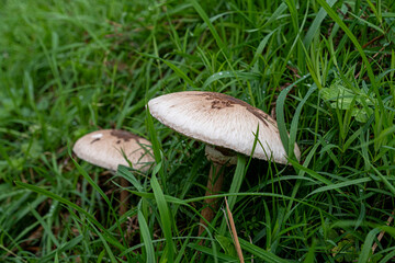 Mushrooms growing in the green grass