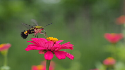 The picture shows a coffee bee moth or Cephonodes Hylas, also known as Pellucid Hawk Moth or Coffee Clearwing. 