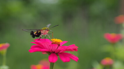 The picture shows a coffee bee moth or Cephonodes Hylas, also known as Pellucid Hawk Moth or Coffee Clearwing. 