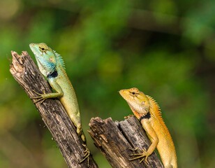 Fototapeta premium Two lizards on a log in a forest