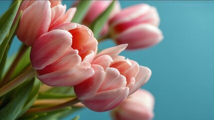 Close-up of Pink Tulip Bouquet on Aqua Blue Background
