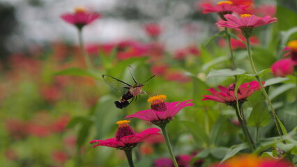 The picture shows a coffee bee moth or Cephonodes Hylas, also known as Pellucid Hawk Moth or Coffee Clearwing. 