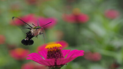 The picture shows a coffee bee moth or Cephonodes Hylas, also known as Pellucid Hawk Moth or Coffee Clearwing. 