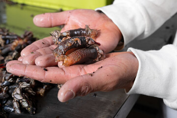 From sea to table, barnacles in the palm of your hand