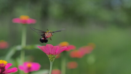The picture shows a coffee bee moth or Cephonodes Hylas, also known as Pellucid Hawk Moth or Coffee Clearwing. 