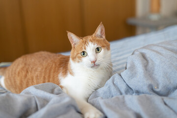 気になって見つめる猫の視線　茶トラ白	