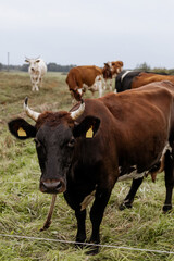 Horned black and brown cow with yellow ear tags standing in green meadow, close-up of livestock in rural countryside farm landscape