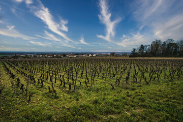 Fototapeta premium Vineyards in the town of Fixin in Burgundy, France
