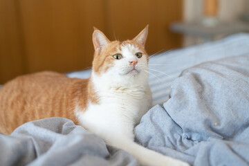 気になって見つめる猫の視線　茶トラ白	