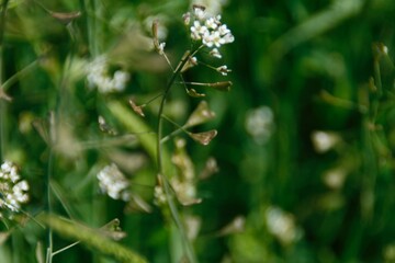 Macro Photography, Spring Plants, Art, Wild Nature