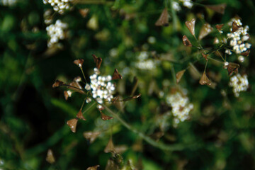 Macro Photography, Spring Plants, Art, Wild Nature