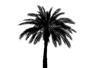 Black Silhouette Of A Palm Tree with Transparent Background