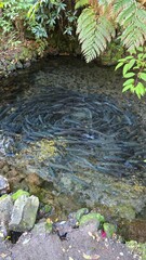 Scenic view from Mirador de Peces near Pucón on a cloudy autumn day, with colorful foliage, calm waters, and the Andes mountains in the background.