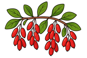 Barberry branch with red berries and green leaves vector illustration. Cartoon ripe berberis vulgaris plant. Botanical drawing of fresh natural sour berry for food design.