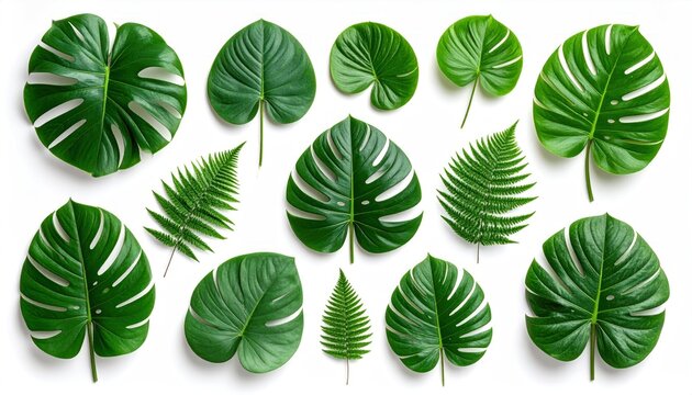 Fototapeta Collection of fresh green plant leaves, including split-leaf philodendrons, arranged on a clean white background, for nature themes