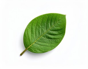 Obraz premium A vibrant green leaf, with detailed vein structure, rests diagonally on a pure white surface casting a soft, subtle shadow