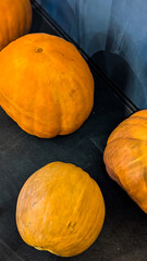 Pumpkins composition on dark background. Fall and autumn October wallpaper.