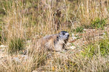 marmot