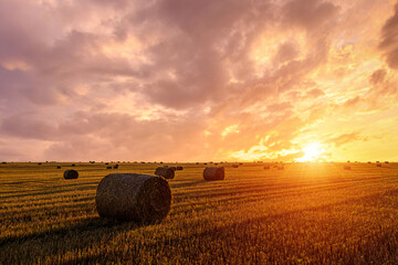 Hay bales in an agricultural field during sunset. Rural landscape with golden light over harvest. Farming and seasonal harvest.