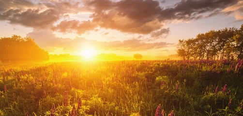 Fotobehang Diepbruin Lupines field bathed in vibrant sunrise glow. Tranquil countryside scene for dreamy landscape background. Serene nature escape or ethereal spring greetings. Vintage film aesthetic.  © Eugene_Photo