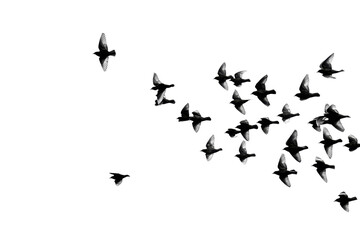 Fototapeta premium Feathered Creatures Soaring with Transparent Background