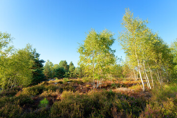 Heather flowering on the plateau of Coquibus in the Fontainebleau Massif