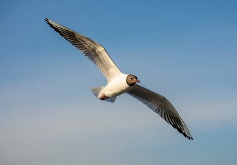 Lone black-headed gull gracefully soars against the azure sky view