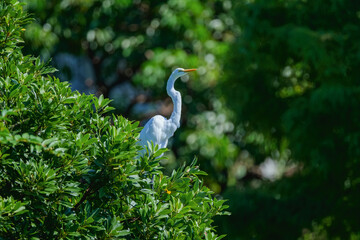 Great Egret Perched on Green Foliage in Taipei Botanical Garden, Taiwan