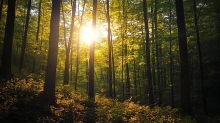 Obraz premium Sunlight streams through a dense forest, illuminating tall trees