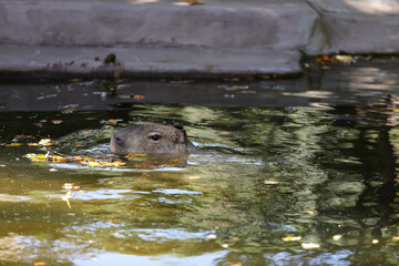 A capybara swims in the water at the zoo in autumn