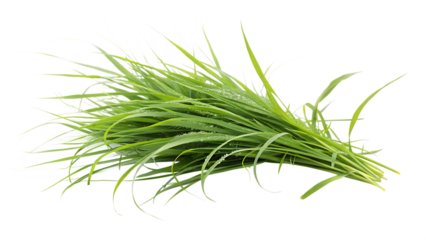A bunch of fresh green grass with water droplets isolated on transparent background, perfect for spring or summer themes