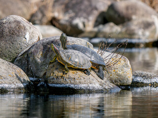 水辺のアカミミガメ