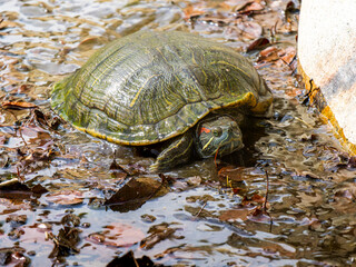 水辺のアカミミガメ