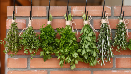 Fresh green herb bunches tied with rope and hanging on brick wall for drying in rustic kitchen or pantry interior