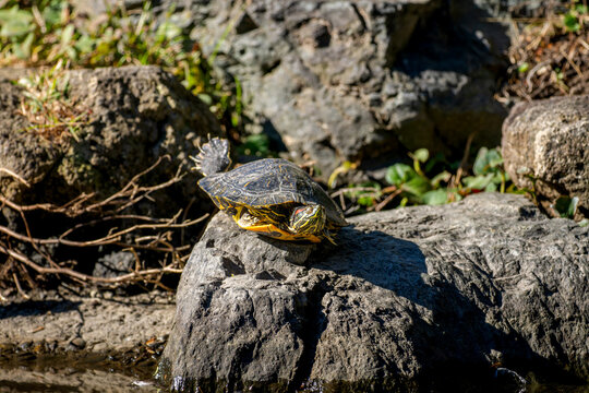 ミドリガメ」の写真素材 | 5,921件の無料イラスト画像 | Adobe Stock