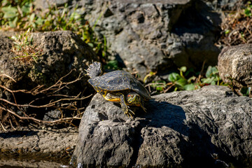 日光浴するアカミミガメ