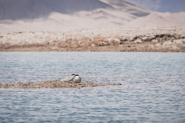 Fototapeta premium The common tern Sterna stands in the high-mountain lake Karakol on an island of grass, a white bird against the backdrop of water and mountains, wildlife for the background