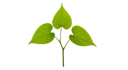 Vibrant green heart shaped leaves branch studio isolated natural plant elements isolated on black isolated on transparent background